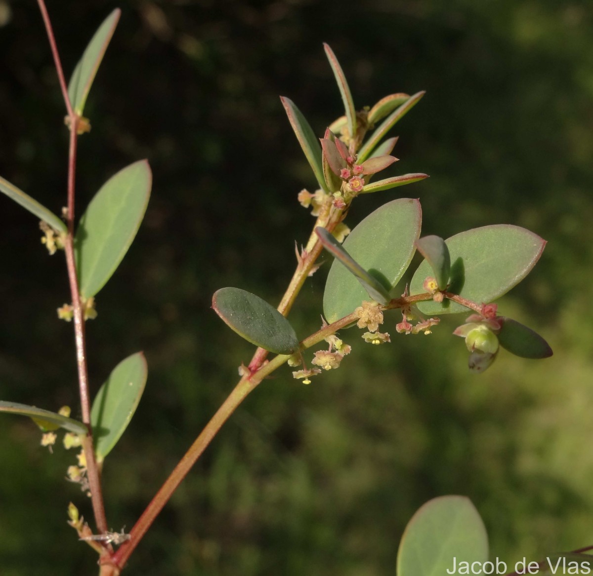 Synostemon bacciformis (L.) G.L.Webster
